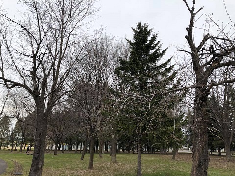 桜開花状況