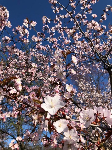 名寄公園の桜❁
