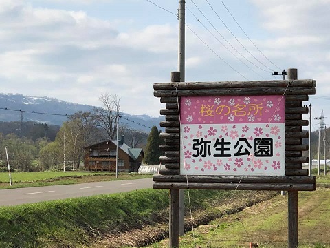 弥生公園の桜❁