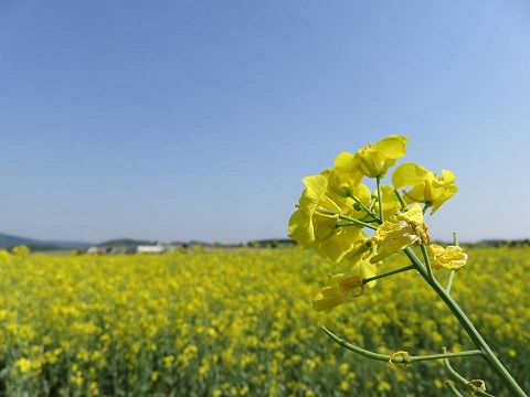 菜の花畑❁