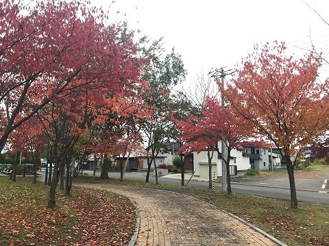 名寄公園の紅葉