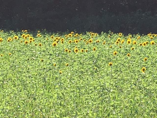 ひまわり開花情報！