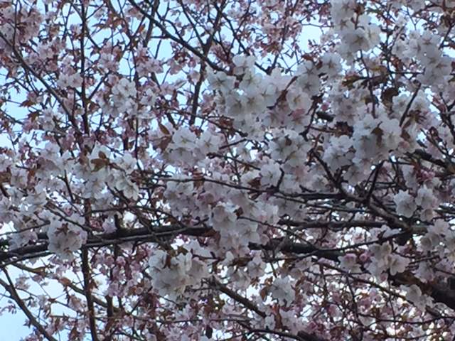 大学公園❁桜❁情報