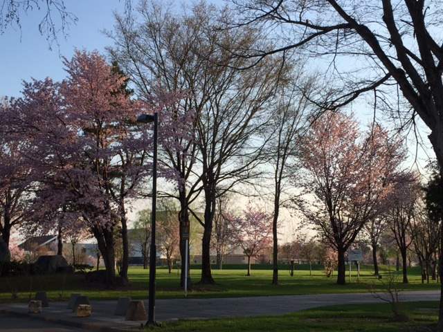 浅江島公園の桜❁