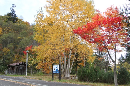 名母トンネル付近の紅葉