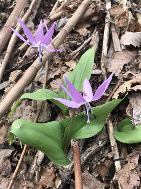 「延齢(エンレイ)の森」でカタクリの花をみつけました！！