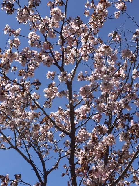 桜開花情報