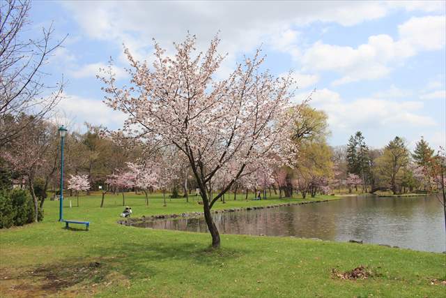 【お知らせ】　市内　桜の開花状況